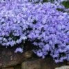 Blue Creeping Phlox - 6 Pack Of 1 Gallon Pots -Trees And Plants phlox subulata blue creeping 3