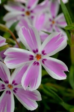 Candy Stripe Creeping Phlox - 1 Gallon Pot -Trees And Plants phlox subulata candy stripe creeping 21