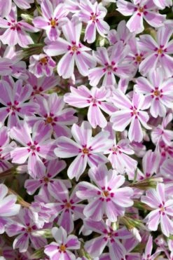 Candy Stripe Creeping Phlox - 1 Gallon Pot -Trees And Plants phlox subulata candy stripe creeping 25