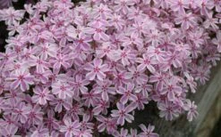 Candy Stripe Creeping Phlox - 1 Gallon Pot -Trees And Plants phlox subulata candy stripe creeping 29
