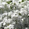 White Creeping Phlox - 6 Pack Of 1 Gallon Pots