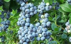 Brightwell Rabbiteye Blueberry - 7 Gallon Pot -Trees And Plants picture 6424 brightwell rabbiteye blueberry 1