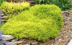 Archers Gold Lemon Thyme - Thymus Citriodorus - 5 Pack Of Pint Pots -Trees And Plants picture 8232 archers gold thyme