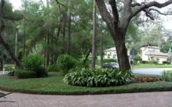 Asian Jasmine - Asiatic Jasmine - 1 Gallon Pot -Trees And Plants picture asian jasmine 8