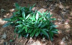 Dwarf Green Aucuba - Japanese Laurel - 3 Gallon Pot -Trees And Plants picture aucuba dwarf green shrub
