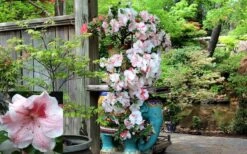Tama No Hada Azalea - 3 Gallon Pot -Trees And Plants picture azalea tama no hada