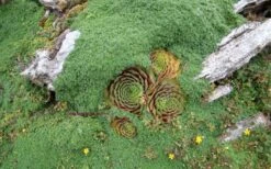 Elfin Creeping Thyme (Thymus Serpyllum 'Elfin') - 5 Pack Of Quart Pots -Trees And Plants picture creeping thyme elfin 4 2