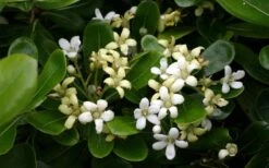 Green Pittosporum (Japanese Mock Orange) - 3 Gallon Pot -Trees And Plants pittosporum20green203