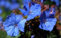 Hardy Blue Plumbago (Ceratostigma Plumbaginoides) - 1 Gallon Pot -Trees And Plants plumbago hardy blue perennial 1