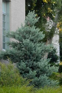 Blue Podocarpus Yew - 3 Gallon Pot -Trees And Plants podocarpus elongatus blue podocarpus 1