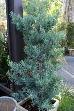 Blue Podocarpus Yew - 3 Gallon Pot -Trees And Plants podocarpus elongatus blue podocarpus 4