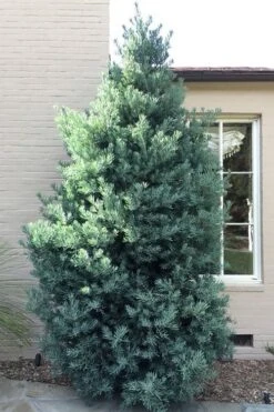 Blue Podocarpus Yew - 3 Gallon Pot -Trees And Plants podocarpus elongatus blue podocarpus 5