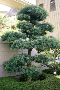 Blue Podocarpus Yew - 3 Gallon Pot -Trees And Plants podocarpus elongatus blue podocarpus 6