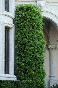 Podocarpus Macrophyllus Upright Yew - 7 Gallon Pot (4-5') -Trees And Plants podocarpus macrophyllus upright yew 104