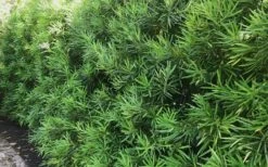 Podocarpus Macrophyllus Upright Yew - 7 Gallon Pot (3-4') -Trees And Plants podocarpus macrophyllus upright yew 105 1