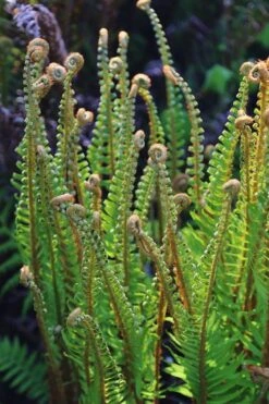 Western Sword Fern (Polystichum Munitum) - 1 Gallon Pot -Trees And Plants polystichum munitum western sword fern 10