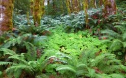 Western Sword Fern (Polystichum Munitum) - 1 Gallon Pot -Trees And Plants polystichum munitum western sword fern 20