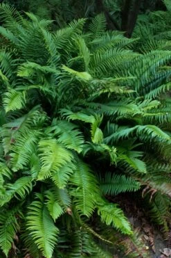 Western Sword Fern (Polystichum Munitum) - 1 Gallon Pot -Trees And Plants polystichum munitum western sword fern 8
