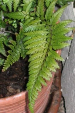 Korean Rock Fern - 1 Gallon Pot -Trees And Plants polystichum tsus simense korean rock fern 1 1