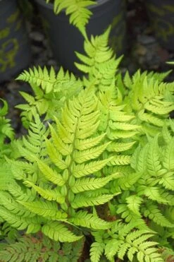Korean Rock Fern - 6 Pack Of 1 Gallon Pots -Trees And Plants polystichum tsus simense korean rock fern 4