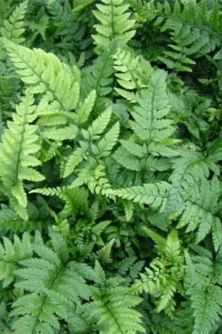Korean Rock Fern - 6 Pack Of 1 Gallon Pots -Trees And Plants polystichum tsus simense korean rock fern 5