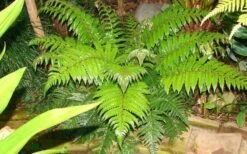 Korean Rock Fern - 1 Gallon Pot -Trees And Plants polystichum tsus simense korean rock fern 6 1