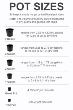 Snow Globe Gardenia - 3 Gallon Pot -Trees And Plants pot size chart 2022 508