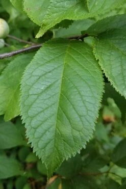 American Wild Plum Tree (Prunus Americana) - 1 Gallon Pot -Trees And Plants prunus americana american wild plum tree 10