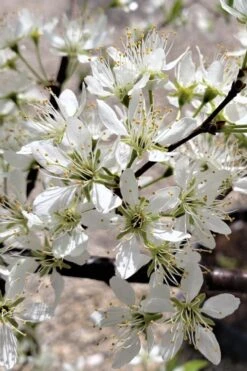 American Wild Plum Tree (Prunus Americana) - 1 Gallon Pot -Trees And Plants prunus americana american wild plum tree 5