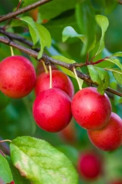 American Wild Plum Tree (Prunus Americana) - 1 Gallon Pot -Trees And Plants prunus americana american wild plum tree 6