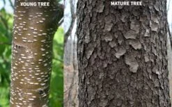 Wild Black Cherry Tree - 3 Gallon Pot -Trees And Plants prunus serotina wild black cherry tree 10