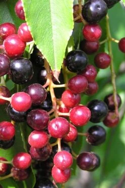 Wild Black Cherry Tree - 3 Gallon Pot -Trees And Plants prunus serotina wild black cherry tree 4