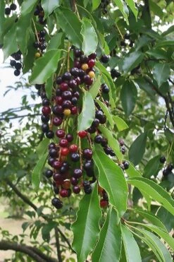 Wild Black Cherry Tree - 3 Gallon Pot -Trees And Plants prunus serotina wild black cherry tree 5