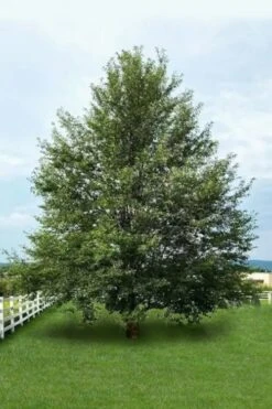 Wild Black Cherry Tree - 3 Gallon Pot -Trees And Plants prunus serotina wild black cherry tree 7