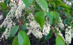 Wild Black Cherry Tree - 3 Gallon Pot -Trees And Plants prunus serotina wild black cherry tree 8