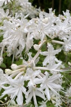 White Alabama Native Azalea (Rhododendron Alabamense) - 3 Gallon Pot