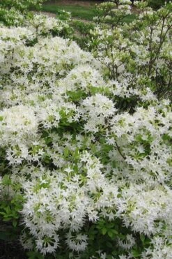 White Alabama Native Azalea (Rhododendron Alabamense) - 3 Gallon Pot 13 White Alabama Native Azalea (Rhododendron Alabamense) - 3 Gallon Pot -Trees And Plants rhododendron alabamense alabama native azalea 6