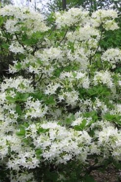 White Alabama Native Azalea (Rhododendron Alabamense) - 3 Gallon Pot 14 White Alabama Native Azalea (Rhododendron Alabamense) - 3 Gallon Pot -Trees And Plants rhododendron alabamense alabama native azalea 8