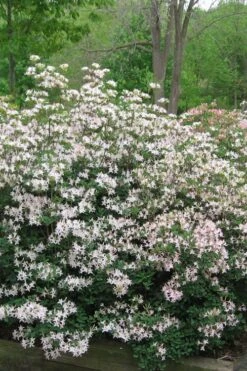 Coastal Azalea (Rhododendron Atlanticum) - 1 Gallon Pot -Trees And Plants rhododendron atlanticum coastal azalea 1