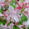Coastal Azalea (Rhododendron Atlanticum) - 1 Gallon Pot -Trees And Plants rhododendron atlanticum coastal azalea 6