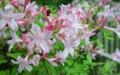Coastal Azalea (Rhododendron Atlanticum) - 1 Gallon Pot -Trees And Plants rhododendron atlanticum coastal azalea 7