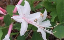 Coastal Azalea (Rhododendron Atlanticum) - 1 Gallon Pot -Trees And Plants rhododendron atlanticum coastal azalea 8