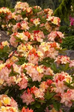 Cannon's Double Exbury Azalea (Rhdodendron) - 2 Gallon Pot -Trees And Plants rhododendron cannons double azalea 3