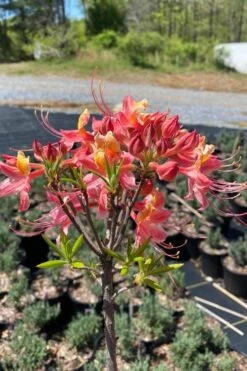 Cotton Candy Native Azalea (Rhododendron) - 3 Gallon Pot -Trees And Plants rhododendron cotton candy native azalea 1