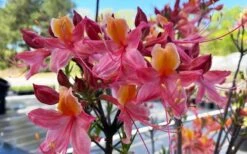 Cotton Candy Native Azalea (Rhododendron) - 3 Gallon Pot -Trees And Plants rhododendron cotton candy native azalea 5