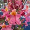 Cotton Candy Native Azalea (Rhododendron) - 3 Gallon Pot -Trees And Plants rhododendron cotton candy native azalea 6