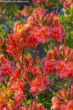 Father Ryan Oconee Native Azalea - 3 Gallon Pot