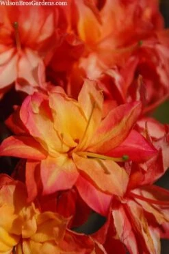 Father Ryan Oconee Native Azalea - 3 Gallon Pot -Trees And Plants rhododendron flammeum father ryan 7