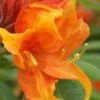 Golden Eagle Azalea (Rhododendron) - 3 Gallon Pot -Trees And Plants rhododendron golden eagle azalea 2