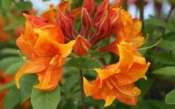 Golden Eagle Azalea (Rhododendron) - 3 Gallon Pot -Trees And Plants rhododendron golden eagle azalea 5